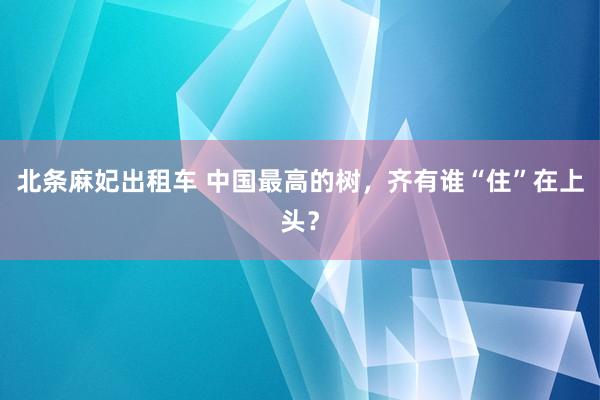 北条麻妃出租车 中国最高的树，齐有谁“住”在上头？